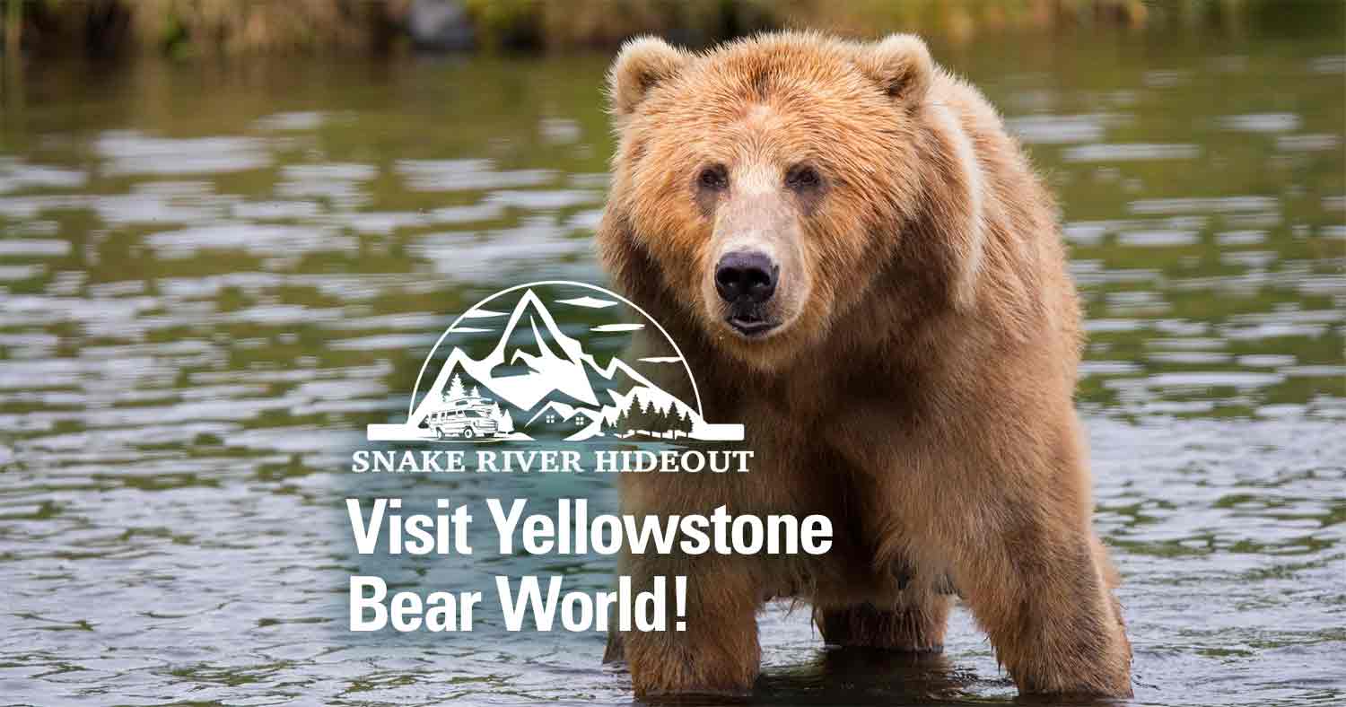 Get Up Close to Wildlife at Yellowstone Bear World